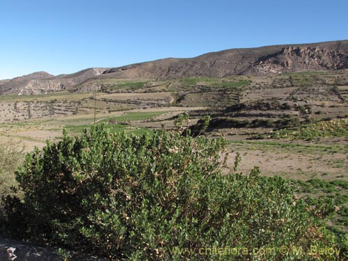 Bild von Baccharis alnifolia (). Klicken Sie, um den Ausschnitt zu vergrössern.