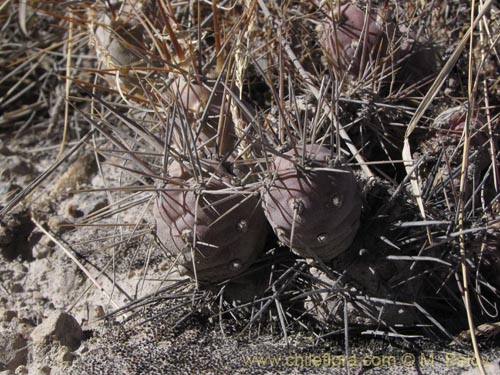 Image of Maihueniopsis atacamensis (). Click to enlarge parts of image.