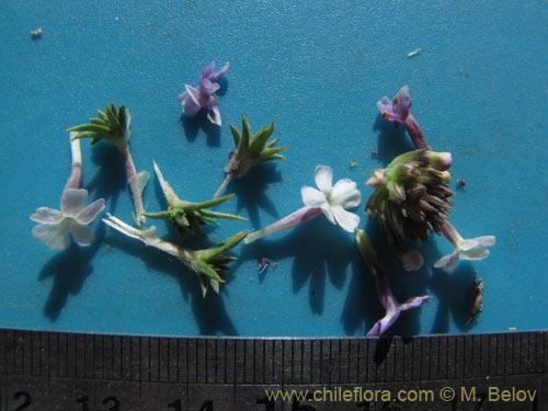 Bild von Verbenaceae sp. #2066 (). Klicken Sie, um den Ausschnitt zu vergrössern.