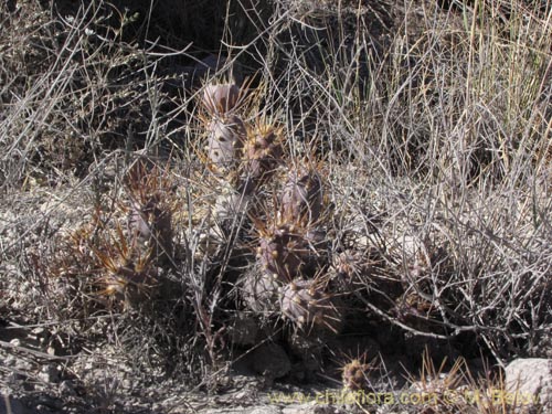 Image of Maihueniopsis atacamensis (). Click to enlarge parts of image.