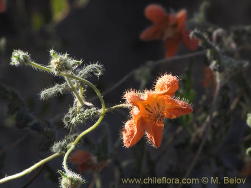 Caiophora cirsiifolia의 사진