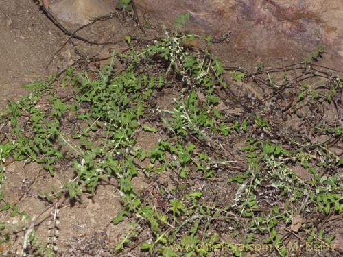 Mutisia hamata의 사진