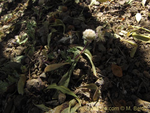 Bild von Asteraceae sp. #1997 (). Klicken Sie, um den Ausschnitt zu vergrössern.