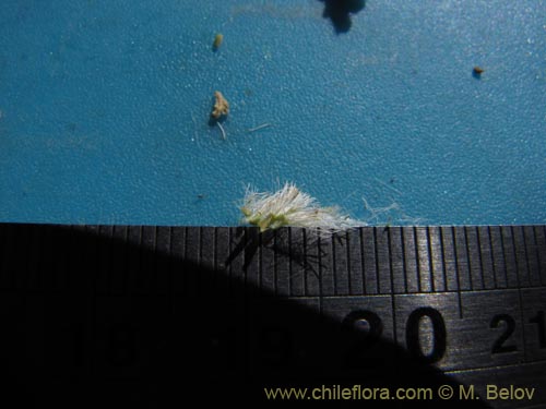 Bild von Asteraceae sp. #1997 (). Klicken Sie, um den Ausschnitt zu vergrössern.