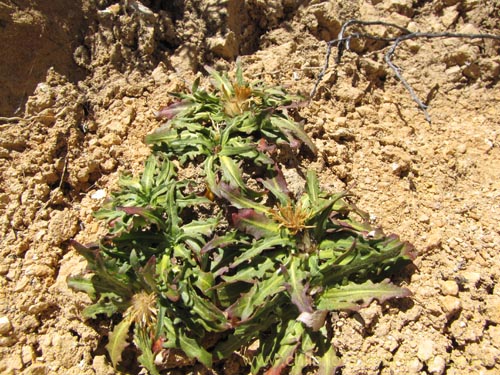 Image of Hypochaeris taraxacoides (). Click to enlarge parts of image.