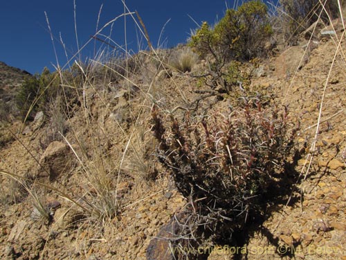 Image of Tetraglochin cristata (Horzonte/añaguaya). Click to enlarge parts of image.