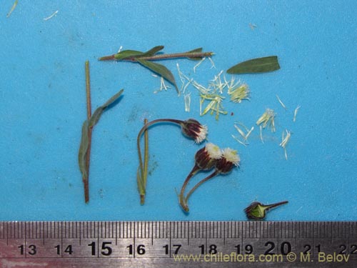 Bild von Asteraceae sp. #2039 (). Klicken Sie, um den Ausschnitt zu vergrössern.