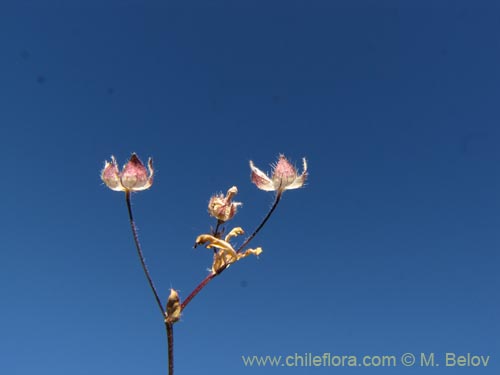 Фотография Не определенное растение sp. #2008 (). Щелкните, чтобы увеличить вырез.