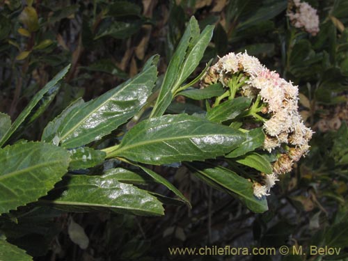 Bild von Baccharis alnifolia (). Klicken Sie, um den Ausschnitt zu vergrössern.