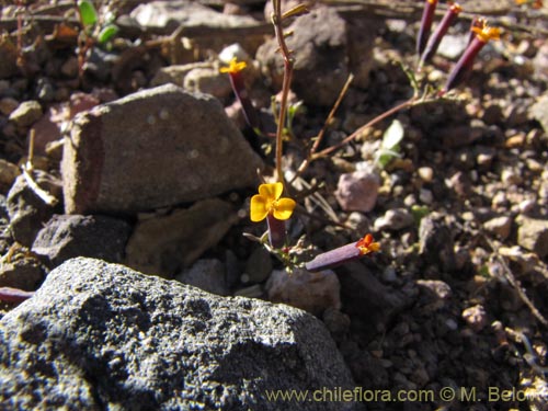 Tagetes multiflora의 사진