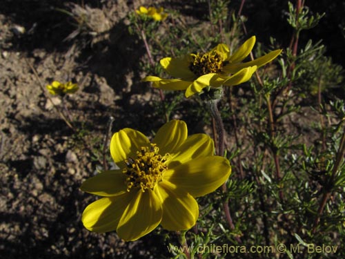 Image of Coreopsis suaveolens (). Click to enlarge parts of image.