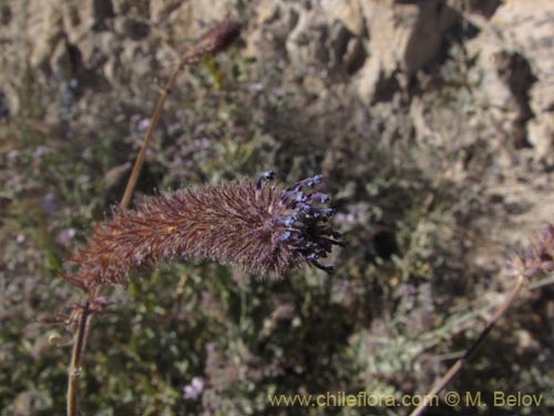 Image of Verbena hispida var. Hispida (). Click to enlarge parts of image.