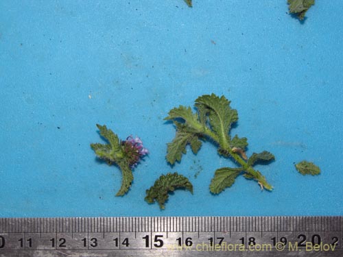 Image of Verbena hispida var. Hispida (). Click to enlarge parts of image.