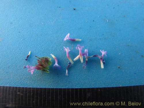 Image of Verbena hispida var. Hispida (). Click to enlarge parts of image.