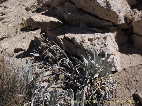 Bild von Senecio zoellneri (). Klicken Sie, um den Ausschnitt zu vergrössern.