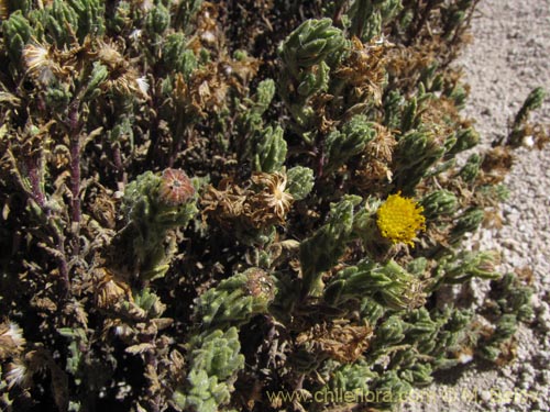 Bild von Senecio sp. #2048 (). Klicken Sie, um den Ausschnitt zu vergrössern.