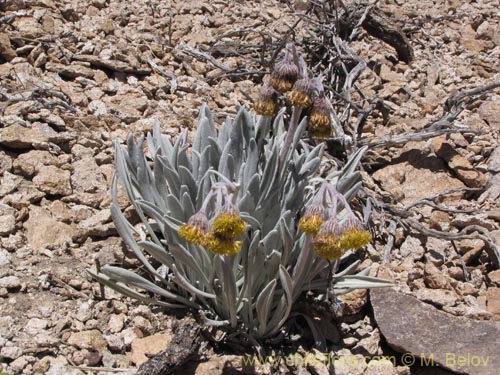 Bild von Senecio zoellneri (). Klicken Sie, um den Ausschnitt zu vergrössern.