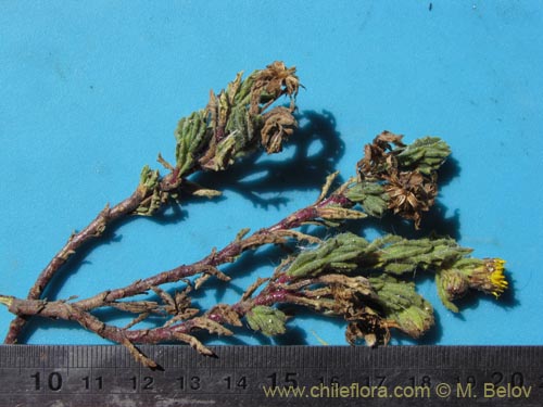 Bild von Senecio sp. #2048 (). Klicken Sie, um den Ausschnitt zu vergrössern.