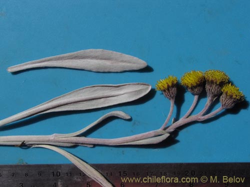 Bild von Senecio zoellneri (). Klicken Sie, um den Ausschnitt zu vergrössern.