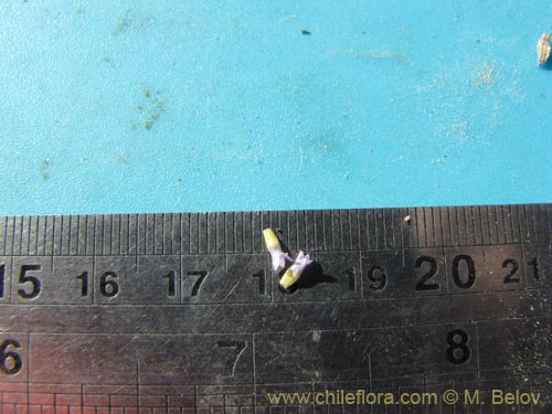 Bild von Tiquilia tacnensis (). Klicken Sie, um den Ausschnitt zu vergrössern.