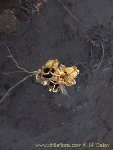 Bild von Mastigostyla cyrtophylla (). Klicken Sie, um den Ausschnitt zu vergrössern.