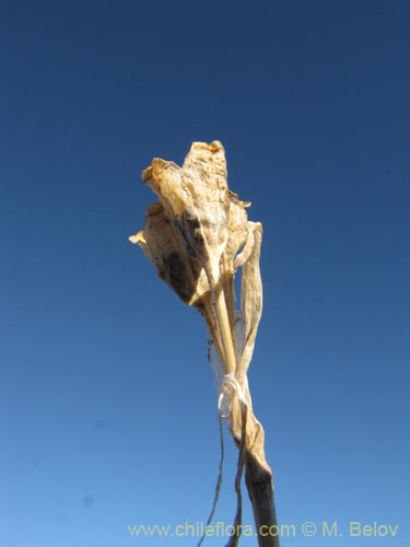 Bild von Mastigostyla cyrtophylla (). Klicken Sie, um den Ausschnitt zu vergrössern.