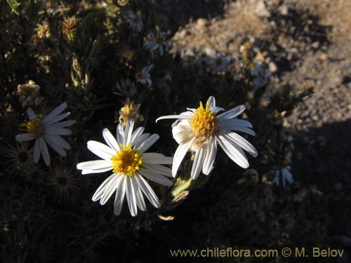Image of Asteraceae sp. #Z 9003 (). Click to enlarge parts of image.