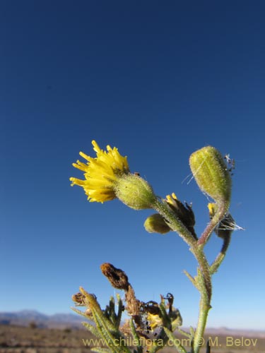 Image of Senecio sp. #2063 (). Click to enlarge parts of image.