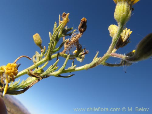 Image of Senecio sp. #2063 (). Click to enlarge parts of image.