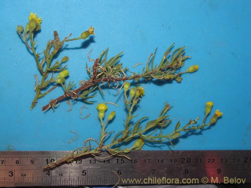 Image of Senecio sp. #2063 (). Click to enlarge parts of image.