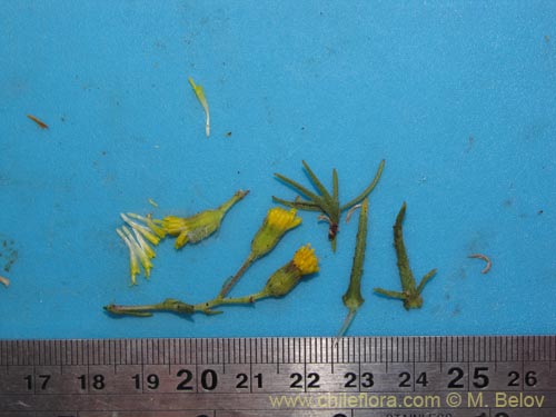 Image of Senecio sp. #2063 (). Click to enlarge parts of image.