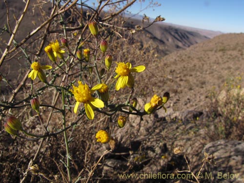 Image of Senecio sp. #2047 (). Click to enlarge parts of image.