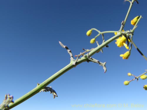 Image of Senecio sp. #2047 (). Click to enlarge parts of image.