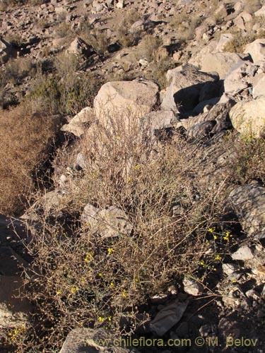 Image of Senecio sp. #2047 (). Click to enlarge parts of image.