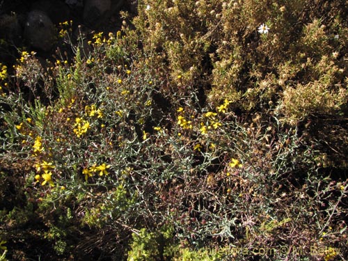 Image of Senecio sp. #2047 (). Click to enlarge parts of image.