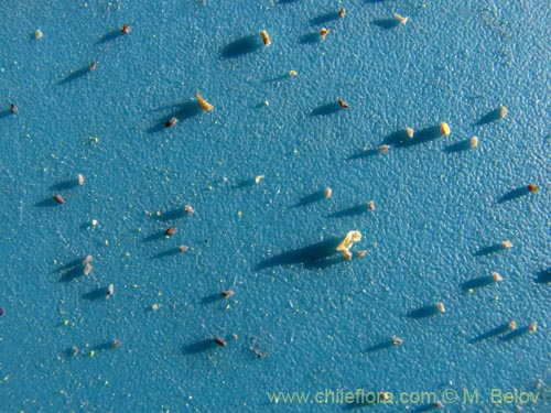 Image of Fabiana ramulosa (). Click to enlarge parts of image.