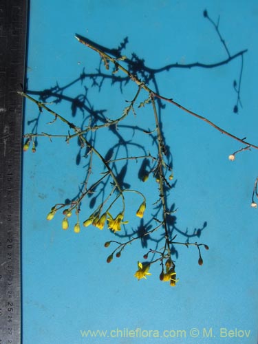 Image of Senecio sp. #2047 (). Click to enlarge parts of image.