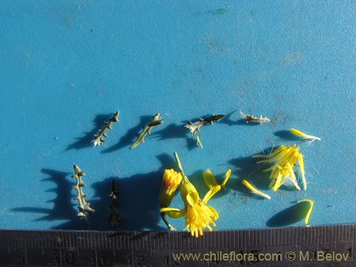 Image of Senecio sp. #2047 (). Click to enlarge parts of image.