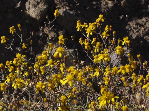 Image of Senecio sp. #2047 (). Click to enlarge parts of image.