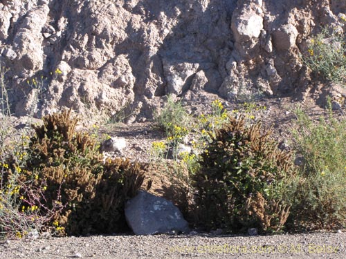 Bild von Phacelia setigera (). Klicken Sie, um den Ausschnitt zu vergrössern.