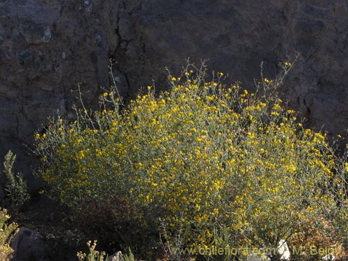 Image of Senecio sp. #2047 (). Click to enlarge parts of image.
