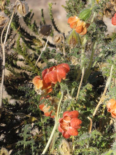 Caiophora chuquitensis의 사진