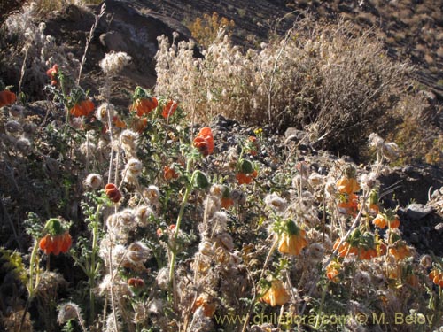 Caiophora chuquitensis의 사진