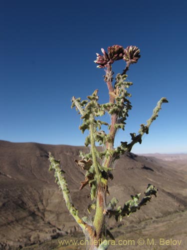 Image of Polyachyrus spaerocephalus (Sokasoka). Click to enlarge parts of image.