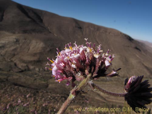 Image of Polyachyrus spaerocephalus (Sokasoka). Click to enlarge parts of image.