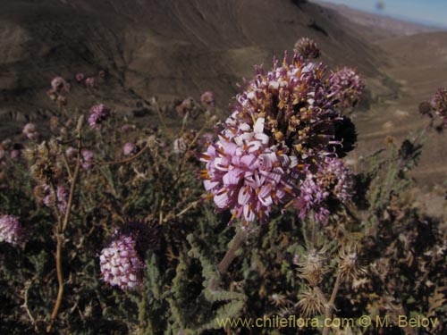 Bild von Polyachyrus spaerocephalus (Sokasoka). Klicken Sie, um den Ausschnitt zu vergrössern.