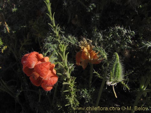 Caiophora chuquitensis의 사진