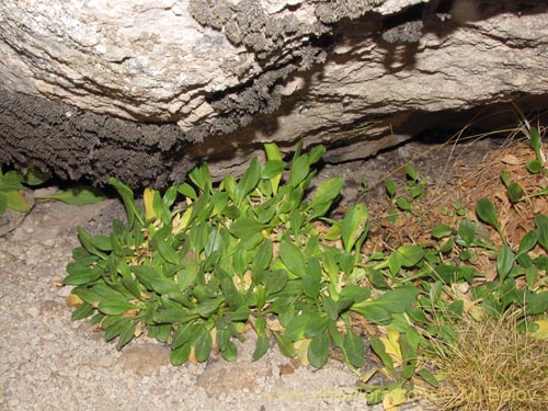 Valeriana sp. #2026的照片