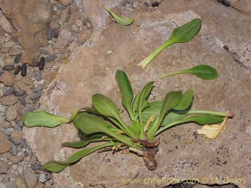 Valeriana sp. #2026的照片