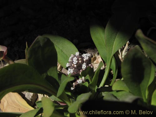 Image of Valeriana sp. #2026 (). Click to enlarge parts of image.